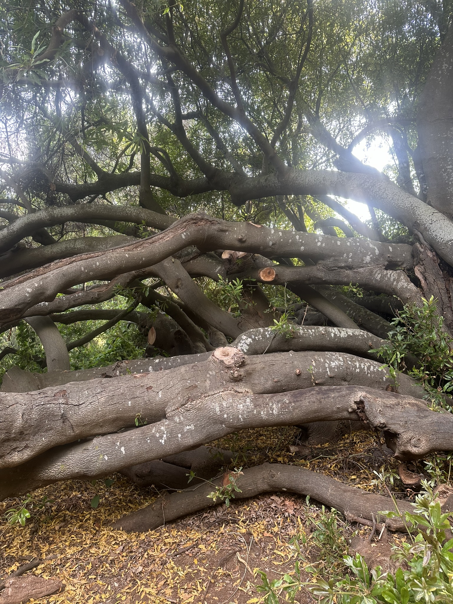 South Africa - Image 750